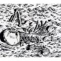 DEATHSPELL OMEGA / Inquisitor of Satan (slip) []
