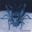 JAPANESE BAND/TERRA ROSA / -刹那の甘露- Sase (Blu-spec CD)