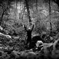 BOSC FOSC / Ramificacion del alma []