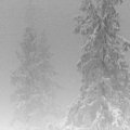 VINTLECHKEIT / Kald Og Dod []