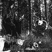 / SATANIC WARMASTER / Carelian Satanist Madness (2CD version)