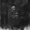 JAPANESE BAND/ARKHA SVA / Mikama Isaro Mada 