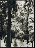 MOLOCH / Abstrakter Wald (DVD case) []