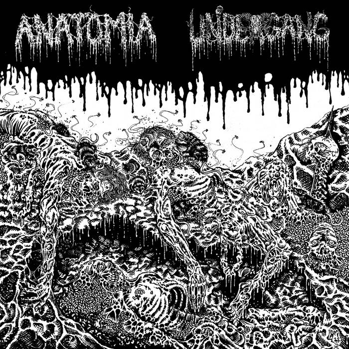 ANATOMIA / UNDERGANG / split 